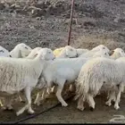 حريات مراح جبره