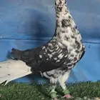 جوز مزهرات ذنب كوخ