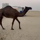 بكره مجهم حقة للبيع