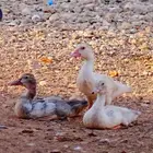 بط للبيع فروخ