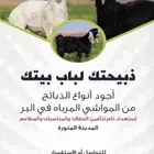 ذبايح بريه