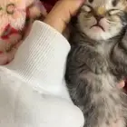 قطتي تبني بيش