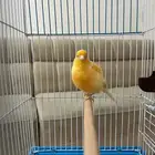 كناري