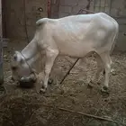 حسيل للبيع