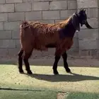 تيس قبرصي ( أجم )