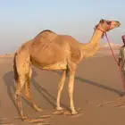 من هجن الشيخ زايد وعليه وسم بني كتب