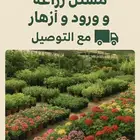 مشتل فرايد زهور الشاطي للزراعه الورود والزهور والاشجار