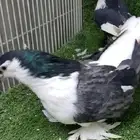 حمام فرنسي شيرازي بلدي