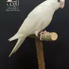 فرخ كروان البينو