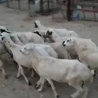 ضان