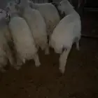 للبيع الخرفان الحريات الشرط الصحه و الطواليع