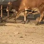 ثور