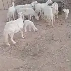 متابيع ودفيع حريات