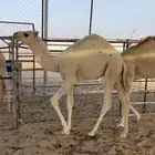 للبيع قعدان اربع شهور ونص فل