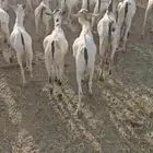 تيوس بحاره ب 610 ريال