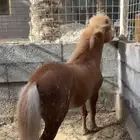 للبيع سيسي فحل