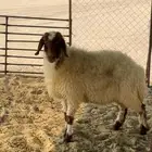 للبيع شاه طيبه سنها رباع شرط الدفيع