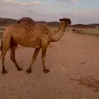 ضروبه
