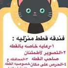 فندقه قطط