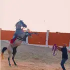 حصان شعبي شيخ
