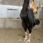 شامو الماني خارجي