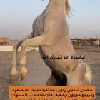 حصان شعبي