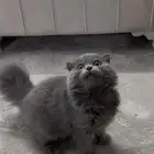 قطه سكوتش فولد بيور