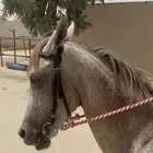 مهر عربي