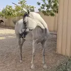 فرس واهو