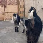عنز متبع ( تم البيع )