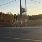 فراس تحتها مهره ولقح