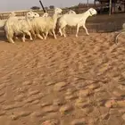 غنم نجد عيسيات