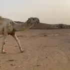 بعير