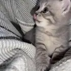 قط ذكر بيور سكوتش ستريت للبيع بمكه