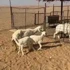 متاومه عيالها عماره شهر ونص
