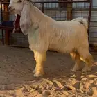 تيس عارضي اصفر خصم