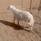 للبيع رخاله العمر 5اشهور