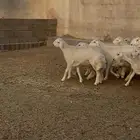 رخال مقاني