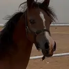 مهر واهو ( جمال )