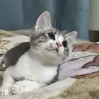 قط ذكر كيتين ( للتبني )