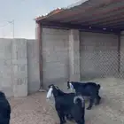تيوس ششحم