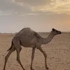 اصيل