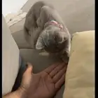 قطه للبيع نوع شيرازي سكوت  مع كامل ملحقاتها و اغراضها