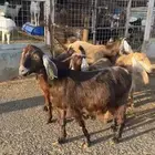 معزا مصريات