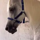 حصان واهو بدون اوراق