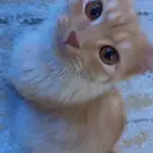 قطط