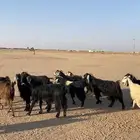معزا العدد 14 السنون سديس وتامه