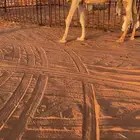 للببع خلفه مصغر عجميه كفوو