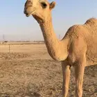 للبيع بكرة كفو حقه