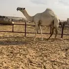 تم البيع